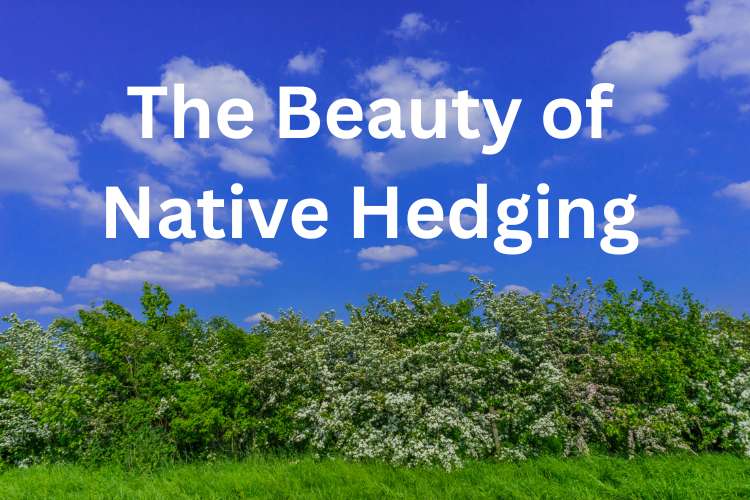 Native Hedging Plants