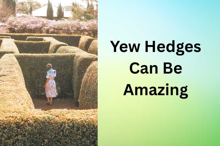 How to Grow an English Yew Hedge