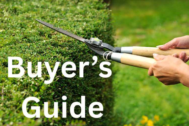 hedging-plants-buyer-s-guide.jpg