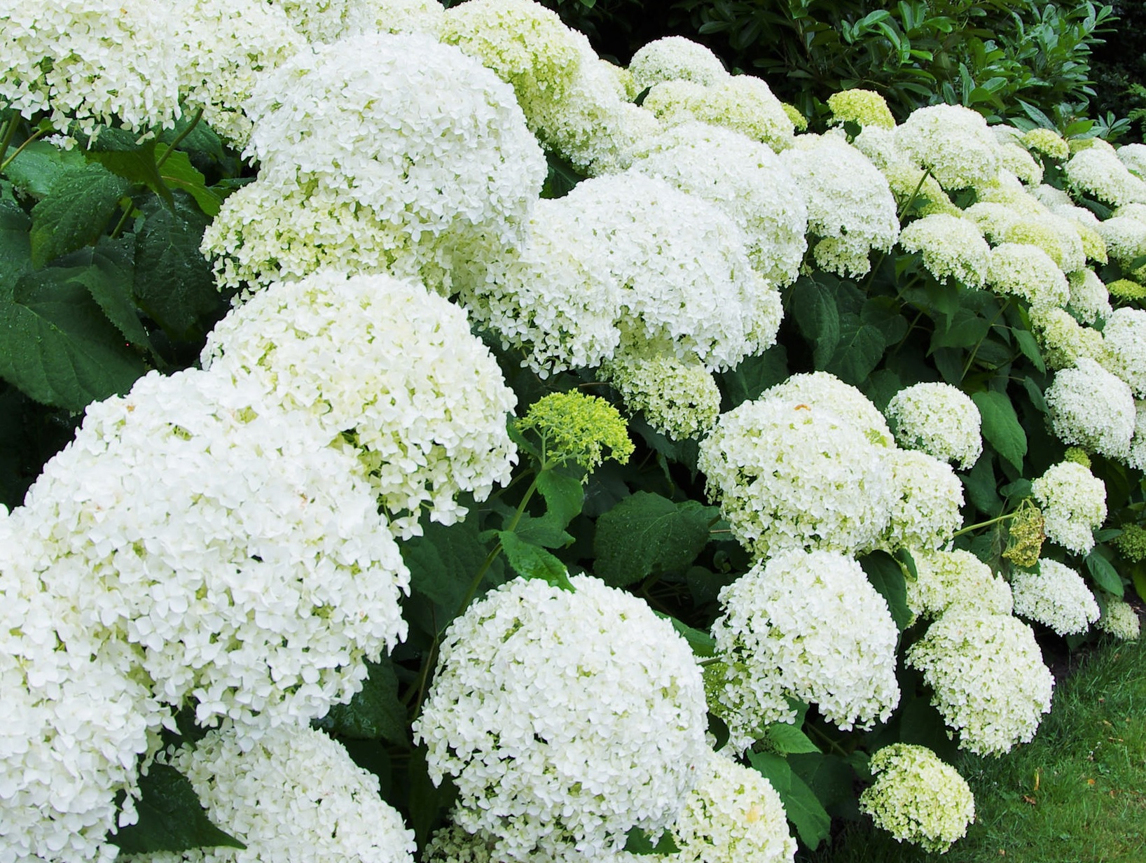 Flowering
