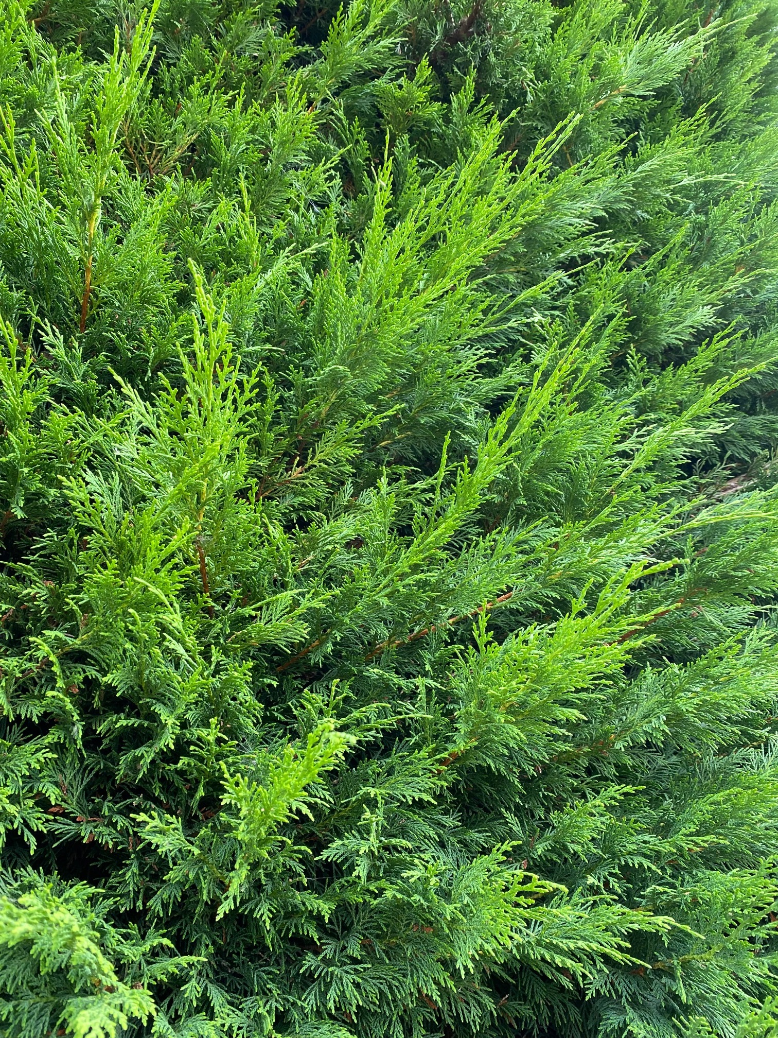 Leylandii