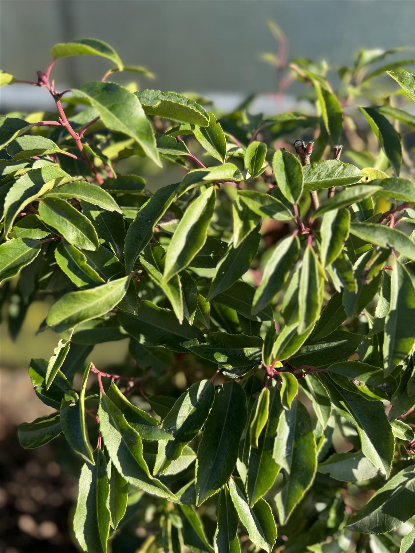 Portuguese Laurel