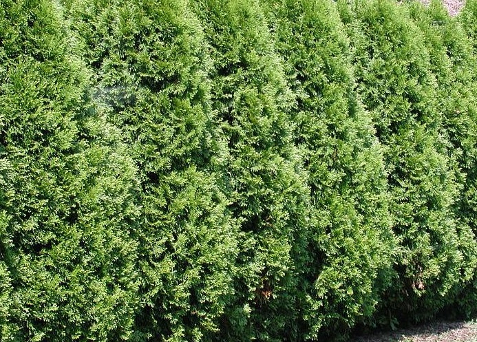 Thuja Cedar