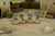 Zhayedan Intervention Troops