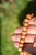 Natural Sandalwood Bracelet