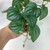 Artificial Peacock Turtle Back Leaf Vine Wall Hanging-1731540725