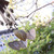 Tuned Large Garden Windchimes
