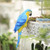Pastoral Resin Parrot Garden Decor