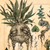 Magic Plant Mandrake Canvas Print