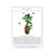 Magic Plant Mandrake Canvas Print
