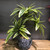 Plastic Monstera Potted Plant