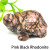 Natural Tortoise Hand Carved Healing Crystal Quartz Home Decor