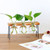 Hydroponic Wooden Frame Glass Bottle Vase