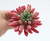Nordic Flower Hydroponic Glass Plant Vase
