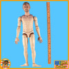 British SAS Gunner - Nude Figure  - 1/6 Scale Part - Damtoys