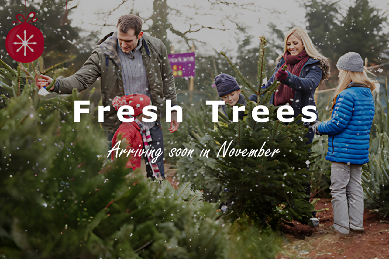Real Christmas trees arriving November