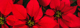 Everything you need to know about Poinsettia's