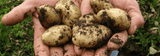 The Easy Guide to Growing New Potatoes