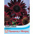 T&M Sunflower Claret