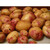 King Edward 2kg Seed Potatoes