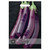 T&M KEW Aubergine Violet Knight F1