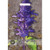 T&M KEW Salvia Farinacea Victoria Blue