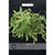T&M KEW Herb Rocket Eruca Sativa