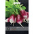 T&M KEW Radish Diana