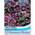 T&M Hollyhock Crème de Cassis 1