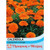 T&M Calendula Candyman Orange