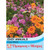 T&M Easy Annuals Fairy Mixed