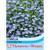 T&M Lobelia Cambridge Blue