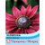 T&M Rudbeckia Cherry Brandy