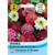 T&M Zinnia Zahara Double Berries Mix