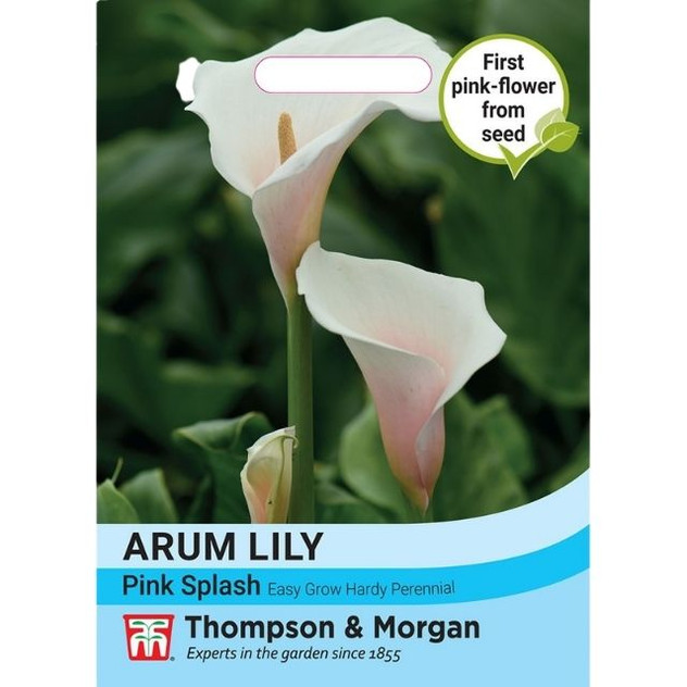 T&M Arum Lily Pink Splash