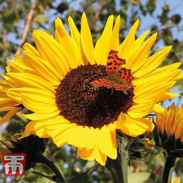 T&M Sunflower Russian Giant