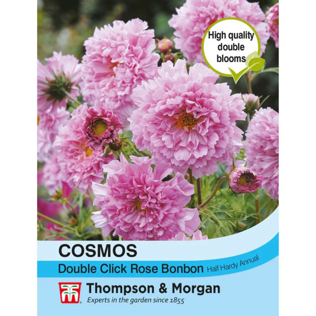 T&M Cosmos Double Click Rose Bonbon