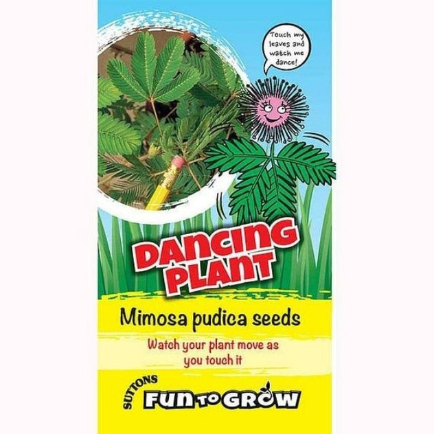 Suttons Fun To Grow Dancing Plant, Mimosa Pudica Seeds