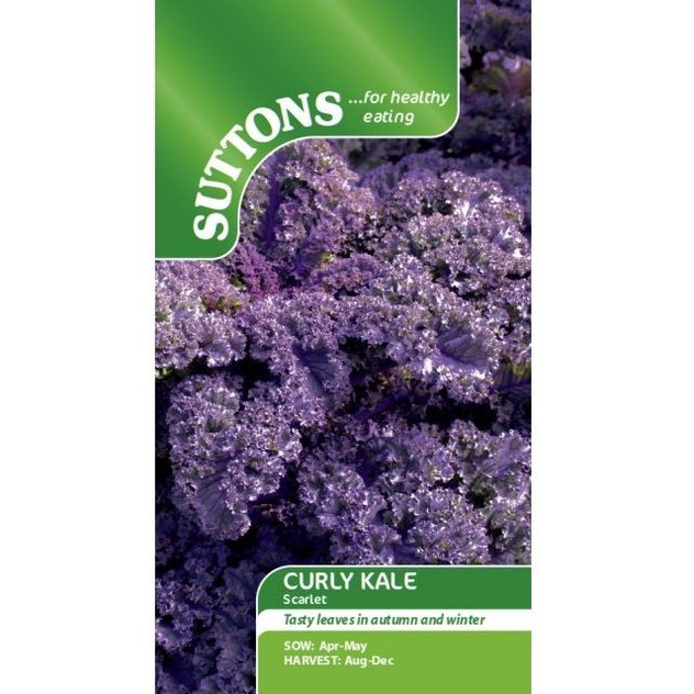 Suttons Curly Kale Scarlet