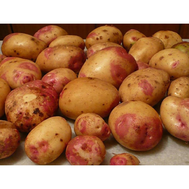 King Edward 2kg Seed Potatoes