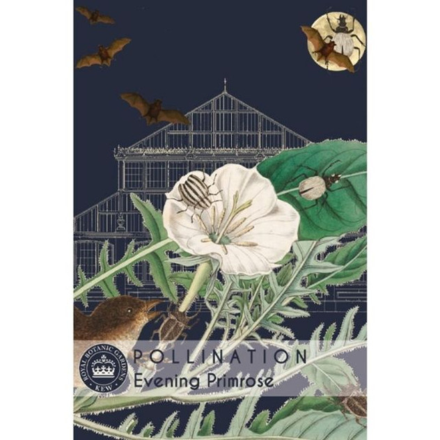 T&M KEW Evening Primrose