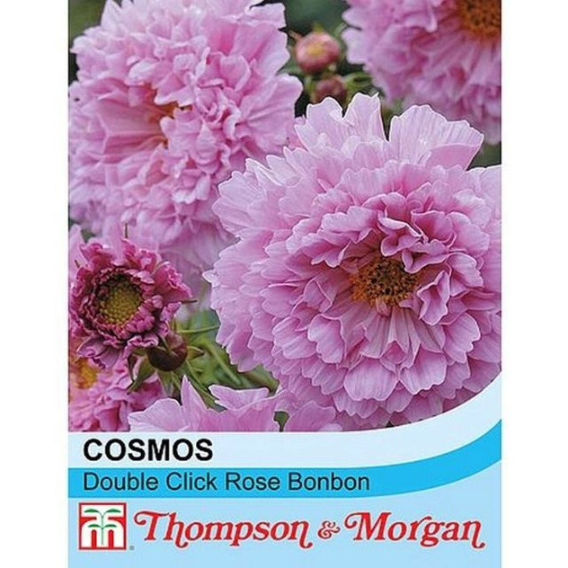 T&M KEW Cosmos Bipinnatus Double Click Rose Bonbon