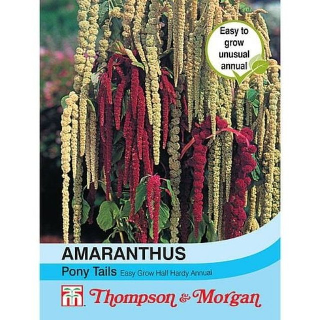 T&M KEW Amaranthus Caudatus