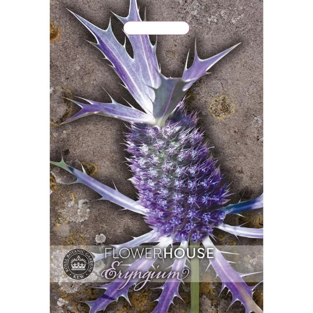 T&M KEW Eryngium Leavenworth II