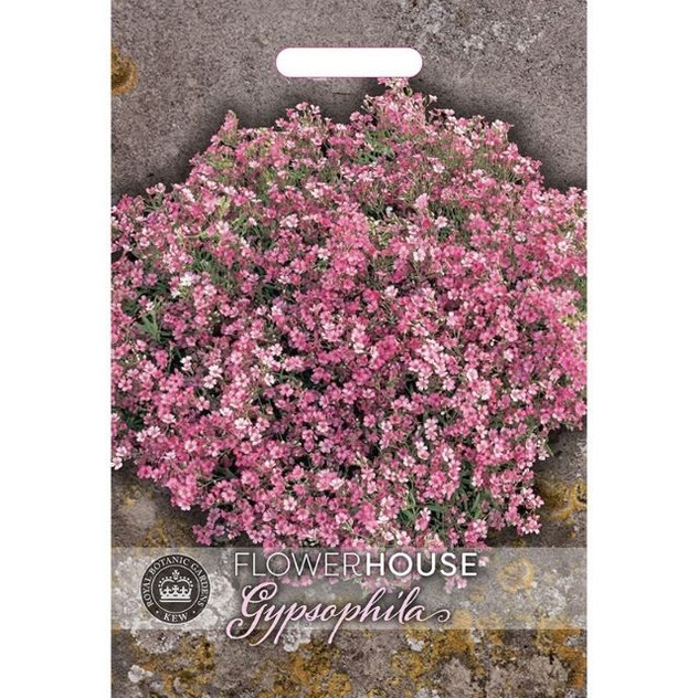 T&M KEW Gypsophila Elegans Rose