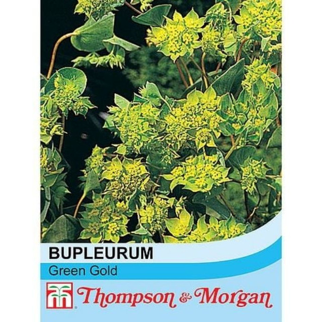 T&M KEW Bupleurum Rotundifolium Green Gold