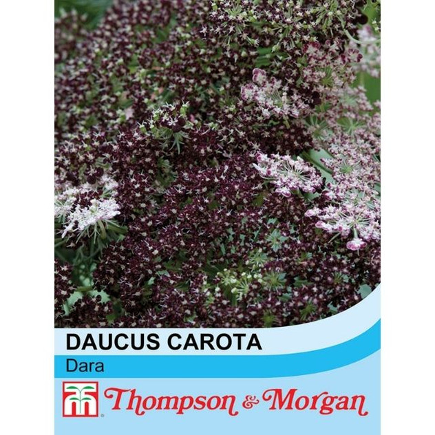 T&M KEW Daucus Carota Dara