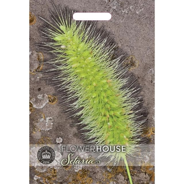 T&M KEW Grasses Setaria Viridis Caramel