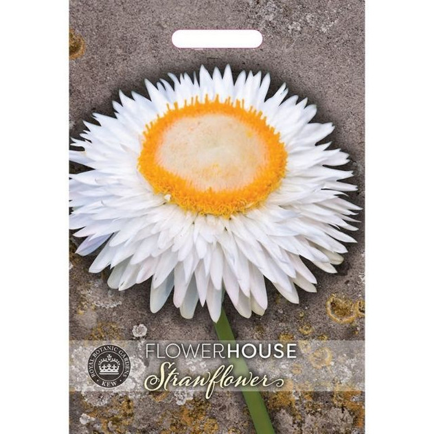 T&M KEW Helichrysum Bracteatum White