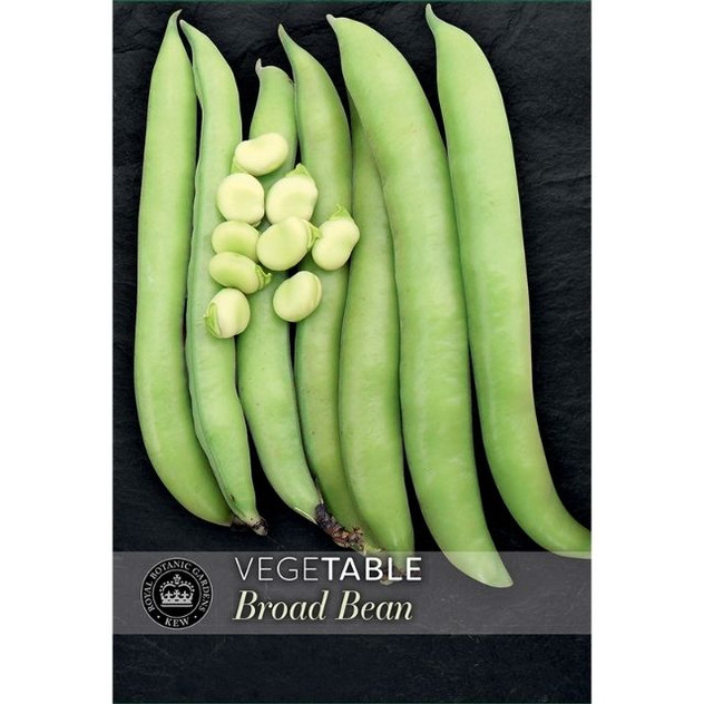 T&M KEW Bean Broad Luz de Otono